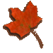 maple leaf